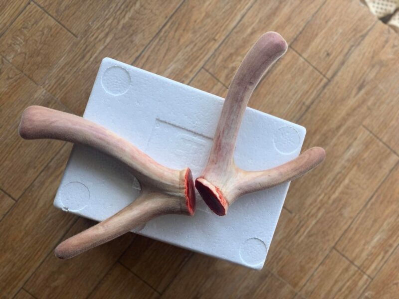 Hình Ảnh Nhung Hươu Tươi