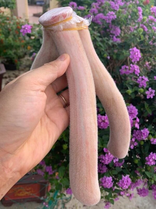 Hình Ảnh Nhung Hươu Tươi