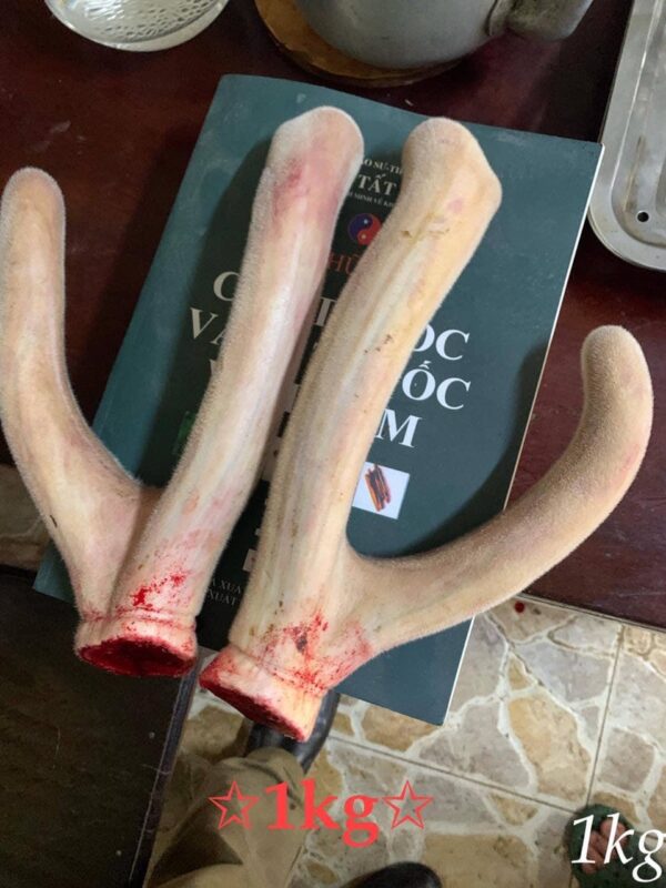 Hình Ảnh Nhung Hươu Tươi