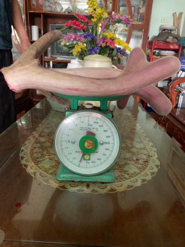 Địa‌ Chỉ‌ ‌Bán‌ ‌Nhung‌ ‌Hươu‌ ‌Tươi‌ ‌Tại‌ ‌Hà‌ ‌Nội‌ ‌Uy‌ ‌Tín‌