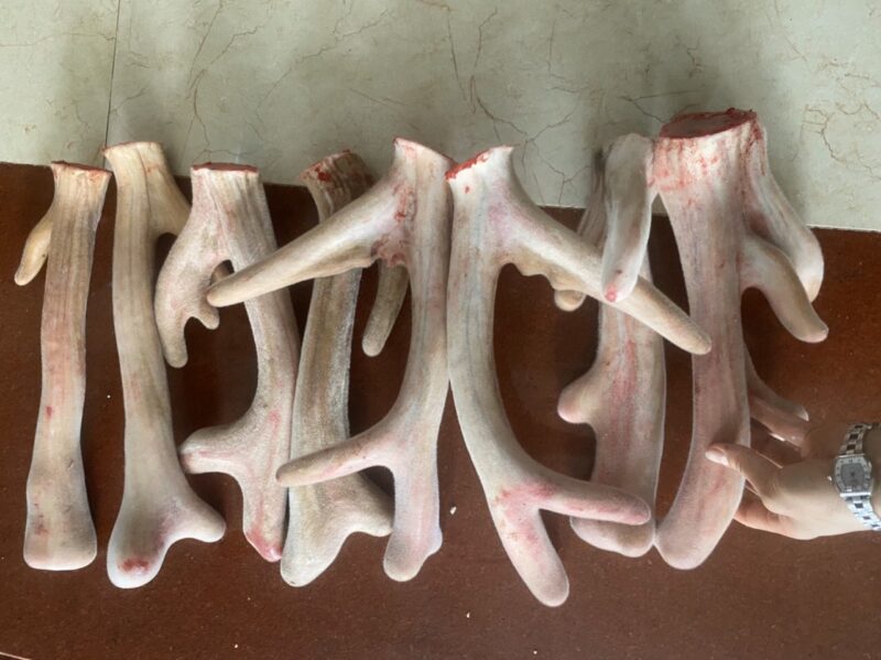 Nhung Hươu Tươi Giá Bao Nhiêu?